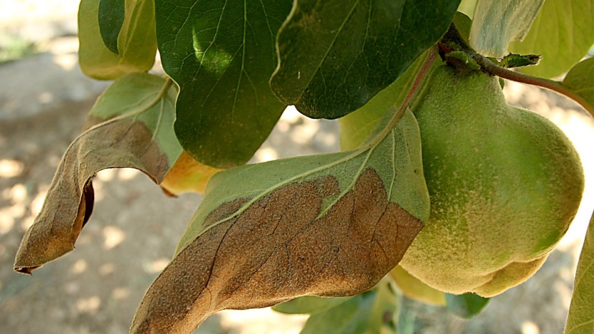 Membrillos afectados por fuego bacteriano en El Bierzo, enfermedad de los frutales de la que ha alertado la Estación de Avisos Agrícolas. / ICAL