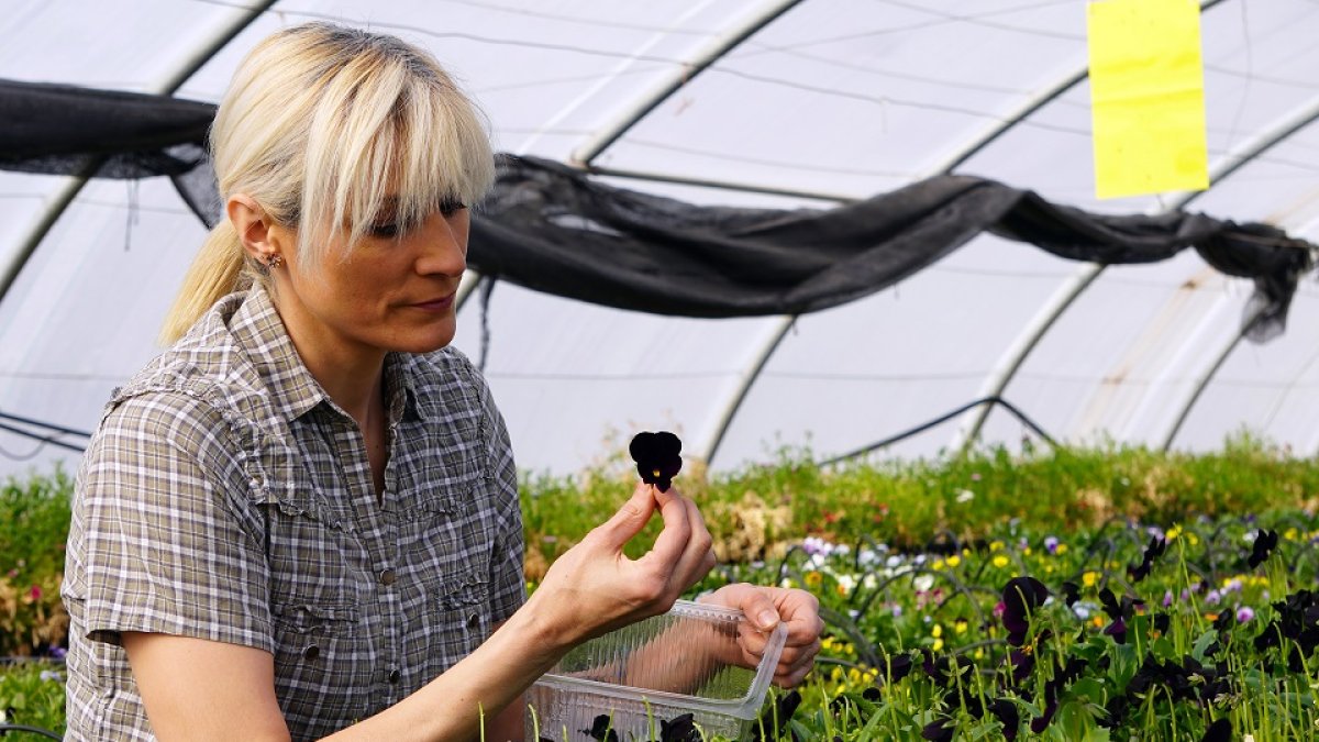Laura Carrera García, CEO de Innoflower, en uno de los viveros de flores comestibles. / HDS