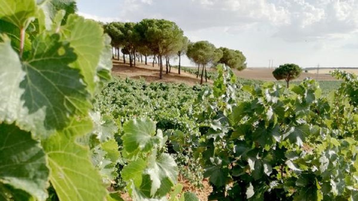 Viñedos de la Ruta del Vino. - ICAL