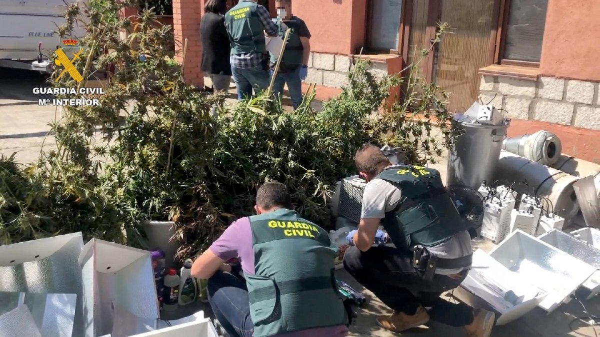 Detenido un matrimonio en El Tiemblo (Ávila) por cultivar marihuana en el interior de su domicilio