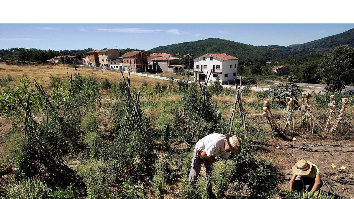 El centro de cultivo de semillas tradicionales en Cepeda (Salamanca). ICAL