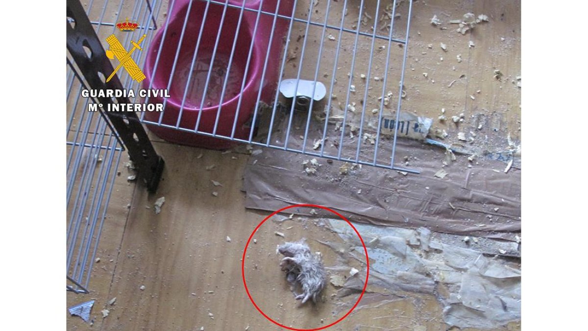 Hámster hallado muerto en la tienda. ECB