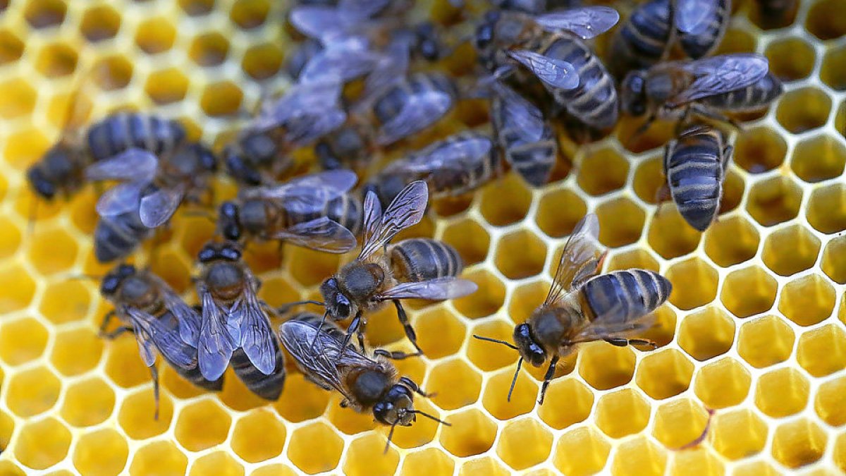 Abejas en un panal de una explotación apícola de la Comunidad. (ENRIQUE CARRASCAL)