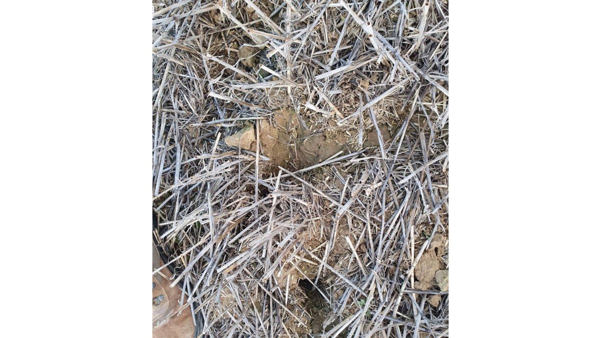 Huras de topillos en Tierra de Campos. -E.PRESS