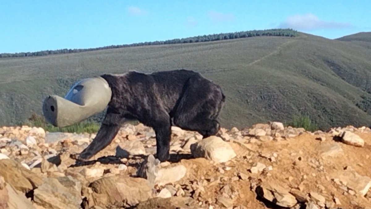 Rescate de un oso con la cabeza atrapada en un bidón en León. -TWITTER ALFERMA1