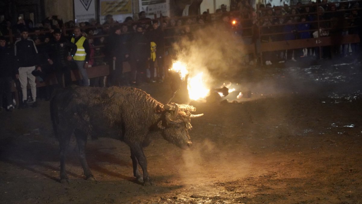 Celebración del Toro Jubilo en Medinaceli en Soria. -ICAL