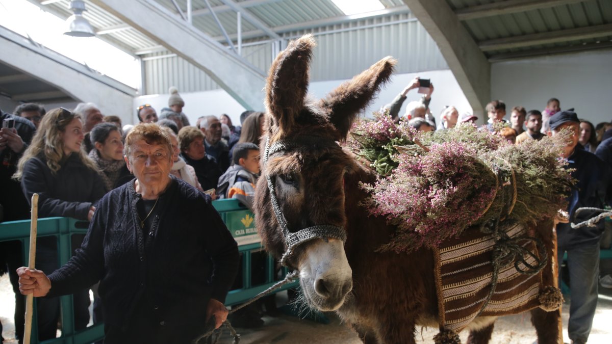 XXIII Exposición monográfica y subasta del burro de raza Zamorano leonesa.-ICAL