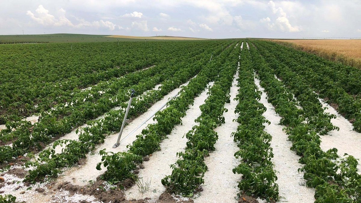 El granizo afectó em toda Castilla y León a la cebada, trigo, colza, patata y cebollas.- ICAL