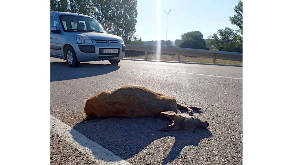 Los corzos son los responsables de seis de cada diez accidentes de tráfico causados por animales. MARIO TEJEDOR