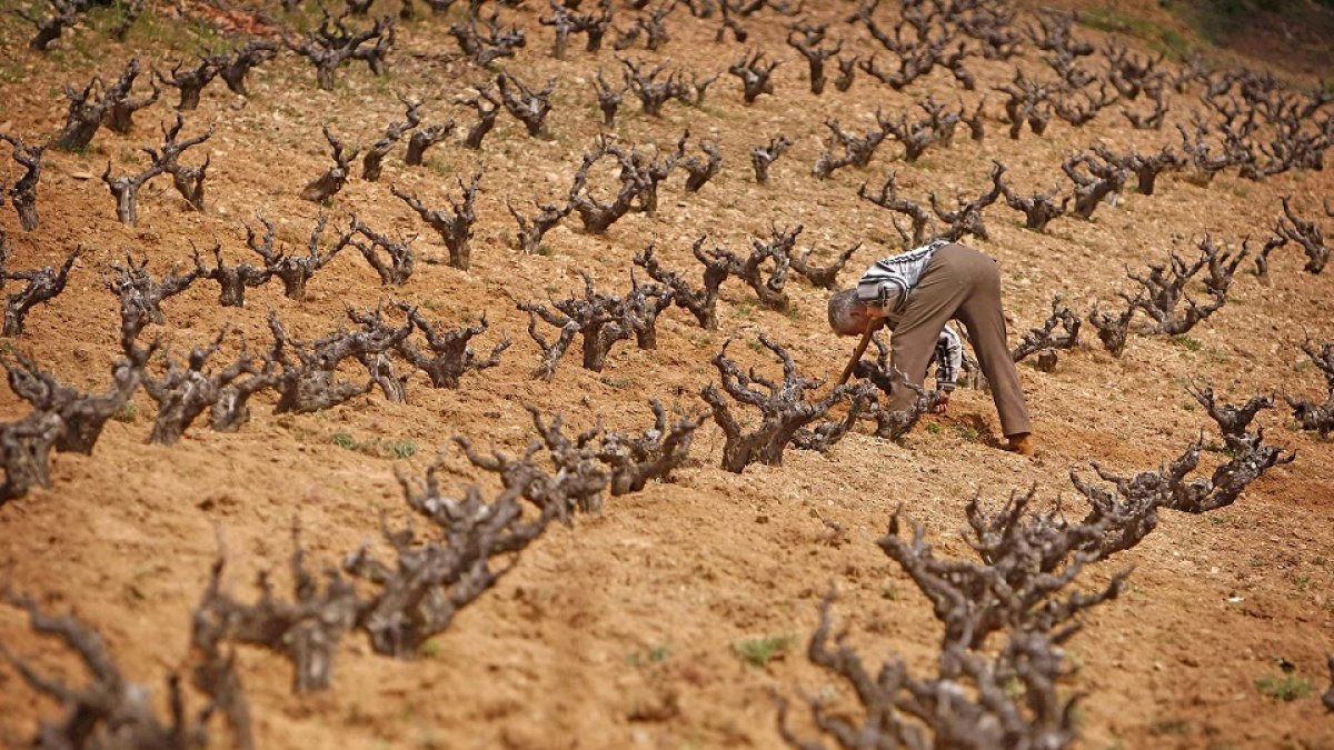Viñedos Sierra de Francia Salamanca.- Enrique Carrascal