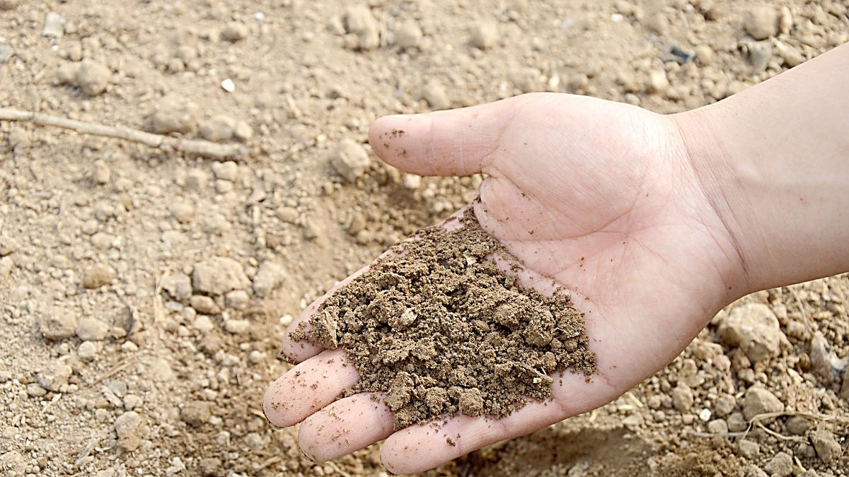 Un agricultor muestra el estado del suelo de su explotación antes de la sementera. PQS / CCO