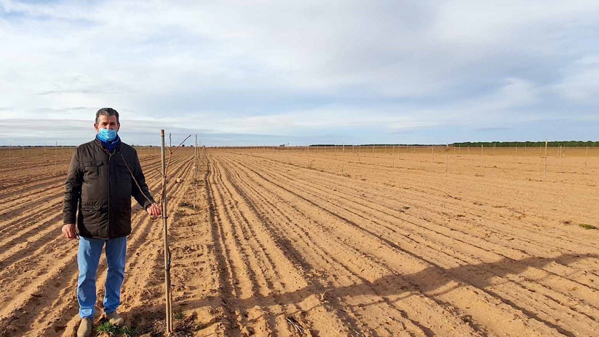 La plantación de cinco hectáreas de Alfredo ha cumplido dos años. / ECB