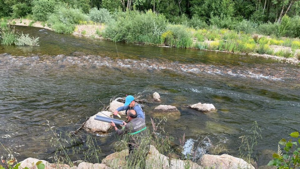 Un agente medioambiental midiéndole una trucha el pasado sábado al bicampeón de la Semana Internacional Rubén Santos Becerro. Leonardo de la Fuente