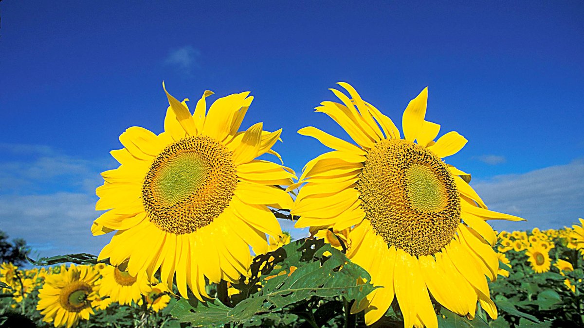 GIRASOL