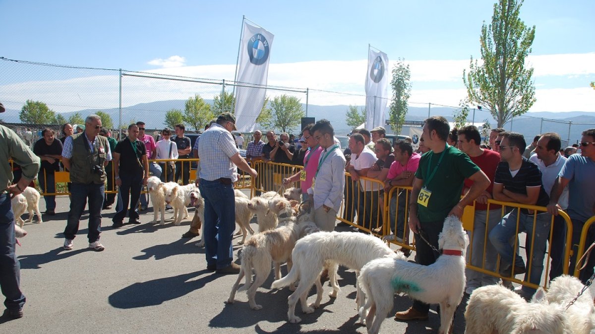 Felipe Vegué juzgando una rehala en Santa María del Berrocal (Ávila). L.F.