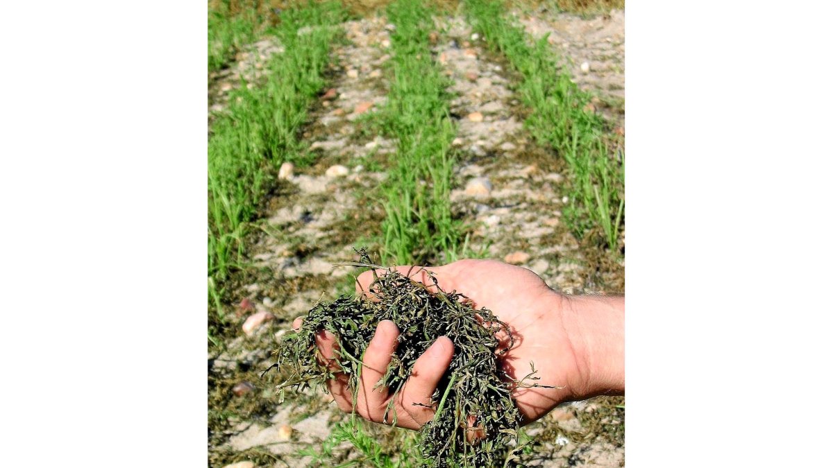 Un agricultor muestra los daños producidos por el pedrisco en un cultivo de la Comunidad Autónoma. / ICAL