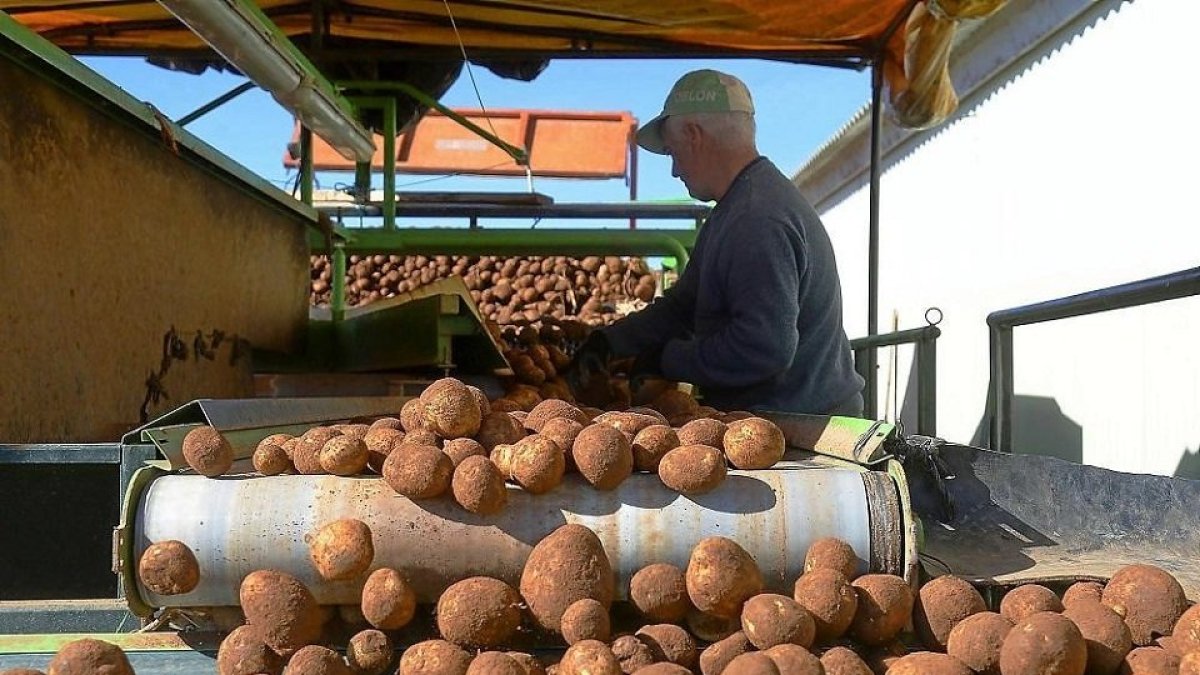 Un agricultor recogiendo patatas en la provincia burgalesa, en una campaña anterior. (ICAL)