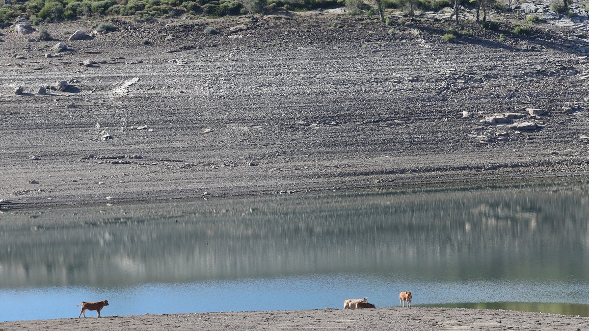 Aspecto del embalse de Camporredondo, vacas  abrevando en la cola del embalse.- ICAL