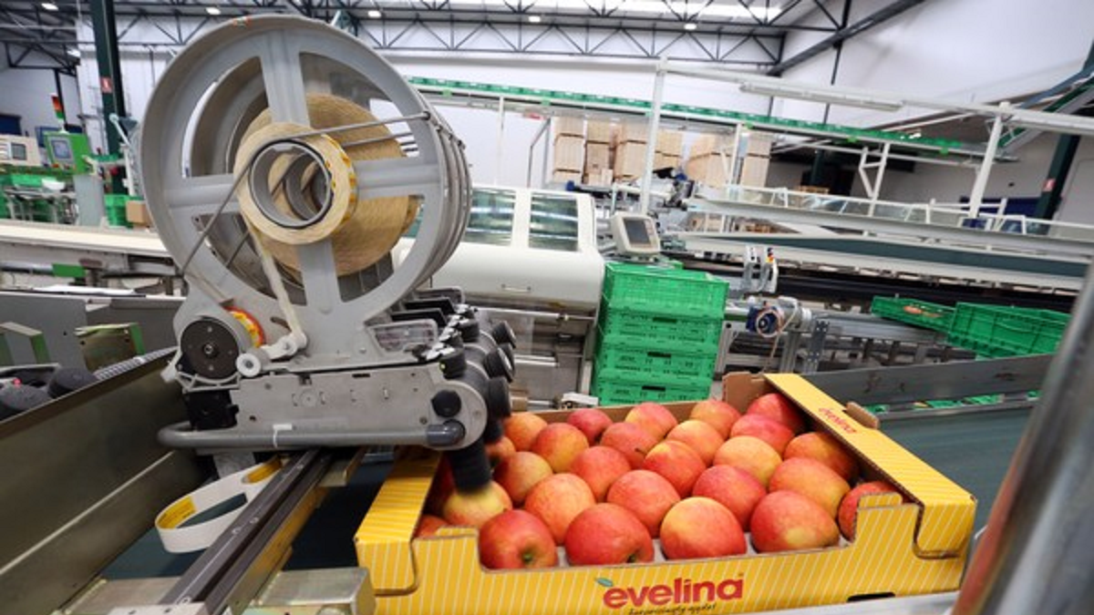 Interiores de la empresa Nufri, dedicada al cultivo y a la comercialización de manzanas, en la localidad soriana de El Burgo de Osma. 