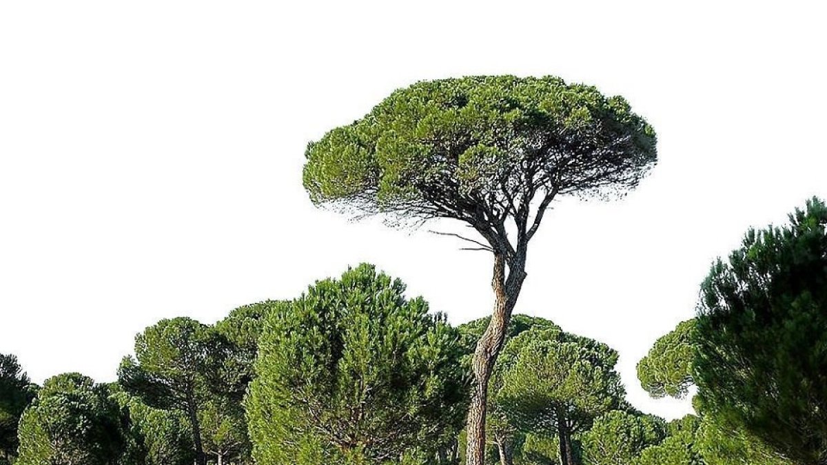 Pinos piñoneros, unos de los grandes tesoros de los montes regionales que ya notan los efectos del cambio climático. - FAFCYLE