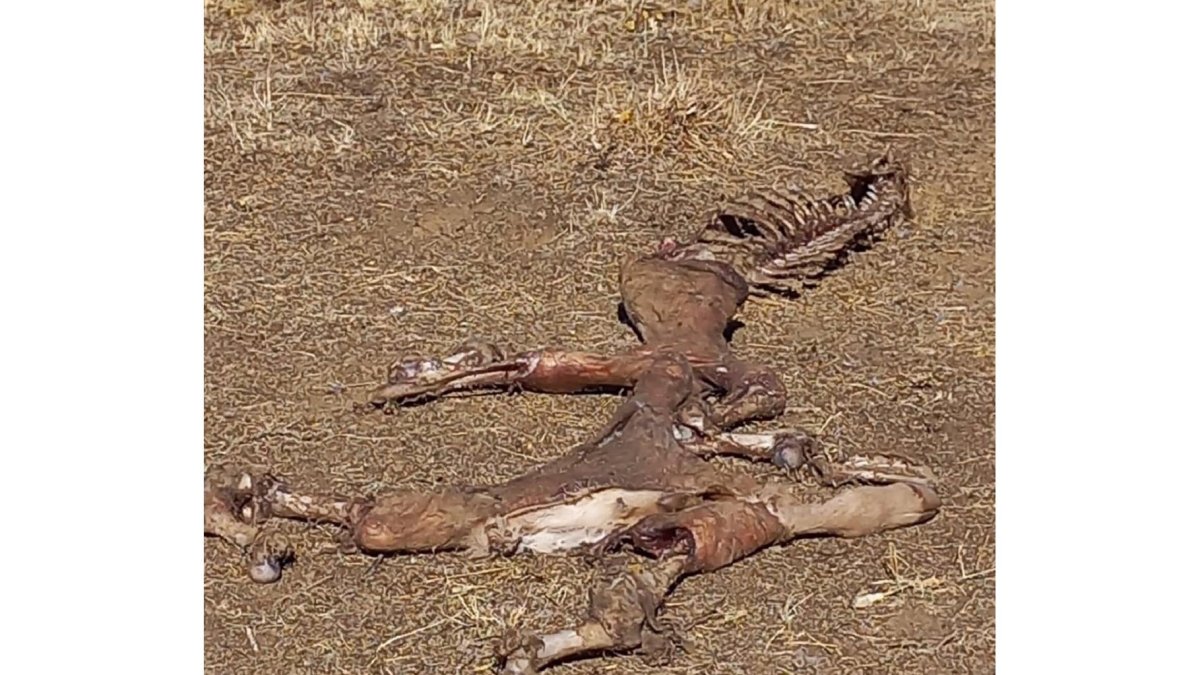 Ataque De Buitres En Herguijuela Del Campo. - ASAJA SALAMANCA