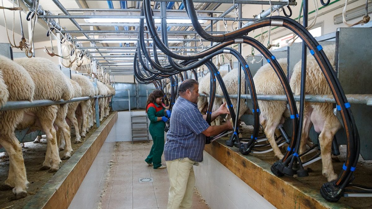 Extracción de leche de oveja en una explotación ganadera ubicada en la localidad zamorana de Andavías. / ICAL