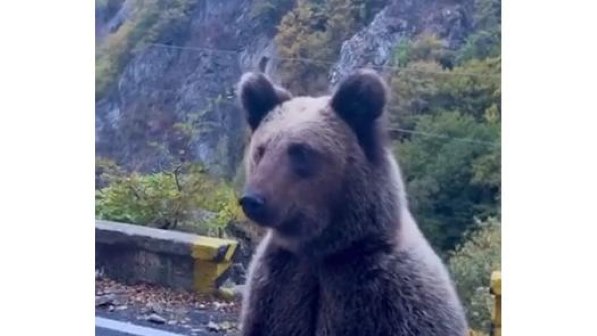 Encuentro con un oso en Caboalles, en León. -E.M.