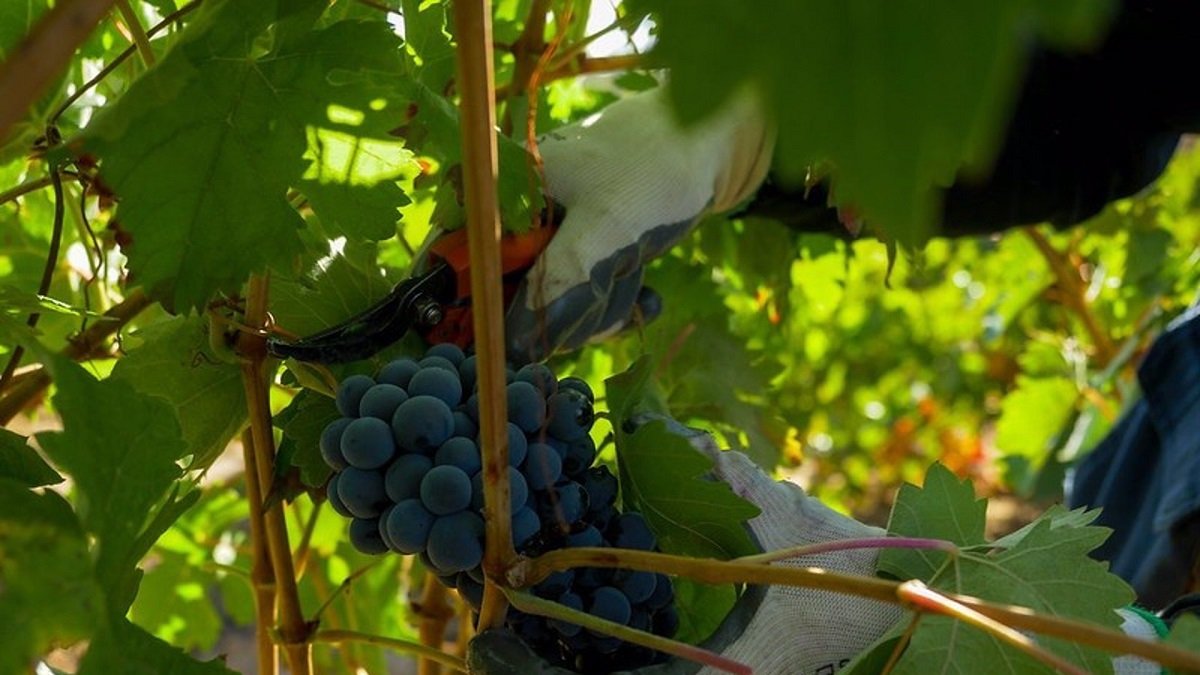 Imagen de archivo de uvas de la cosecha. - E.PRESS.