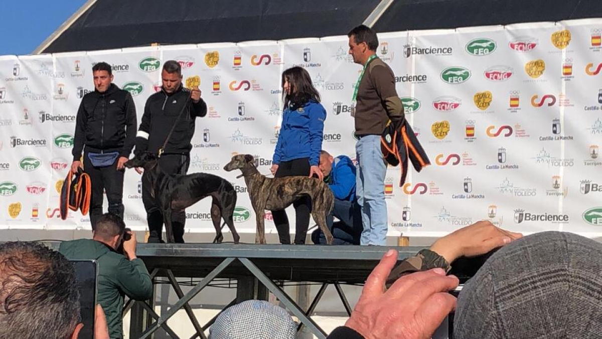 Las dos finalistas del campeonato de España disputado hoy en Barcience, Toledo, Anita y Anika, a la derecha, nueva campeona nacional de galgos en campo. / L. D. F.