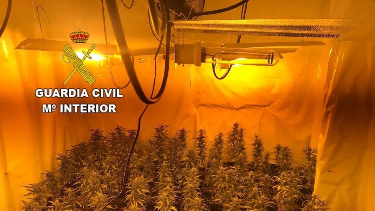 Plantas decomisadas por la Guardia Civil. - SUBDELEGACIÓN DEL GOBIERNO - Archivo