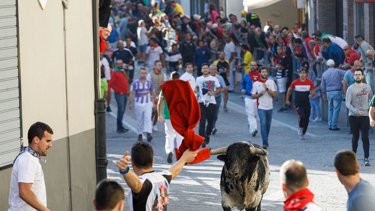 Encierro de Cuéllar en 2019, los últimos celebrados antes del Covid.- ICAL