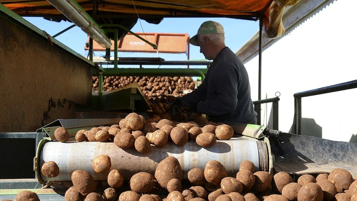 Recepción de patatas, uno de los productos con más fluctuación, en una explotación de la provincia de Burgos. / ICAL