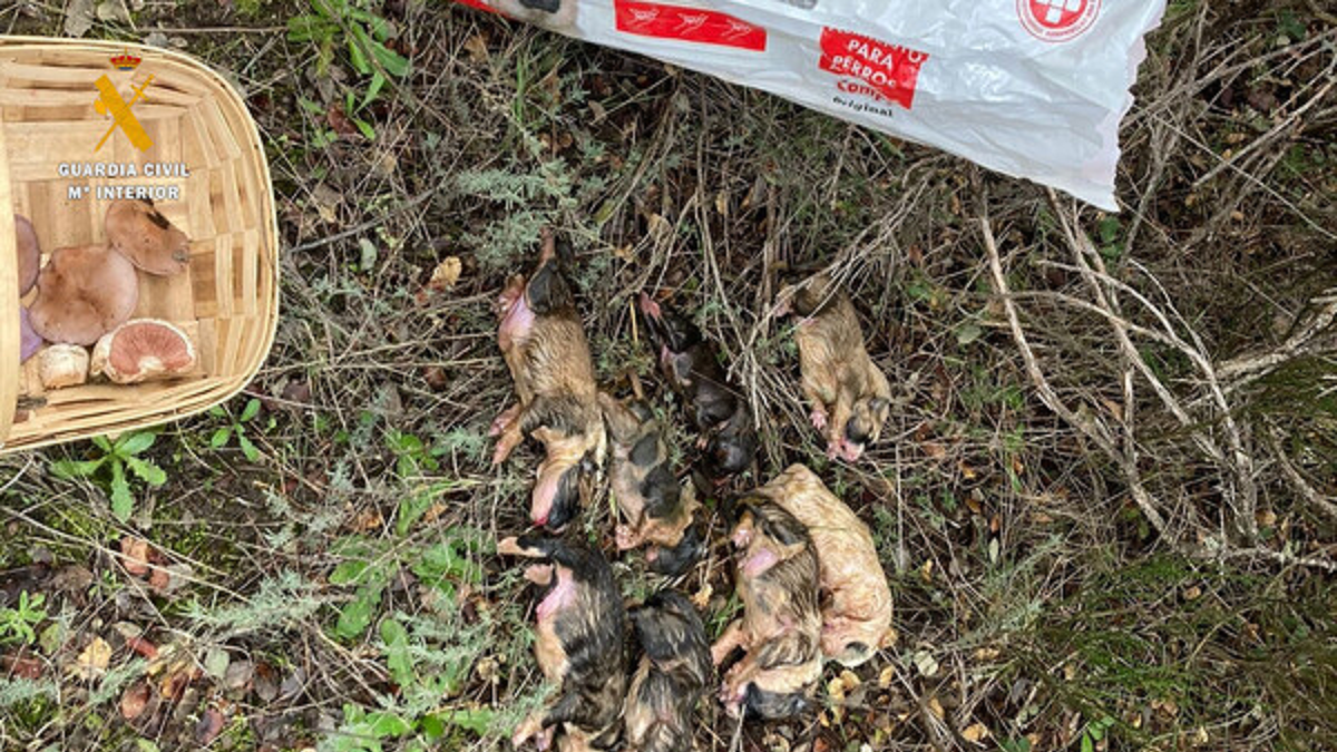 Investigan a una mujer de Peromingo (Salamanca) tras el hallazgo de ocho cachorros de mastín muertos/ Ical