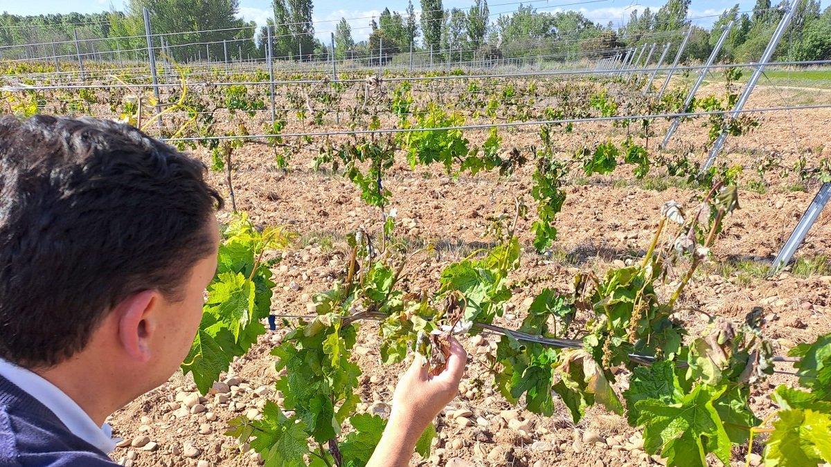 Imagen de una viña afectada por la helada de 17 de mayo.- ECB