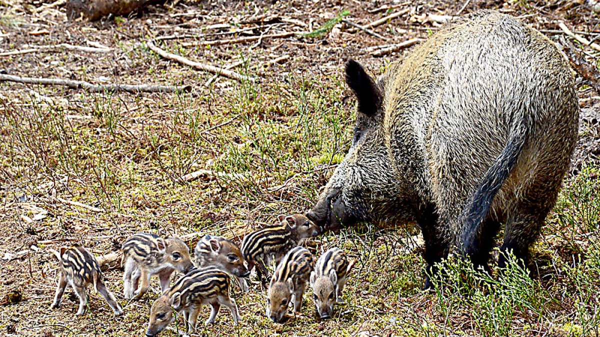 Una jabalina busca alimento en el monte junto a su camada de rayones. PQS / CCO