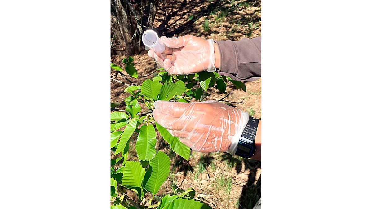 Suelta de Torymus sinensis en Villafranca del Bierzo (El Bierzo). / ICAL