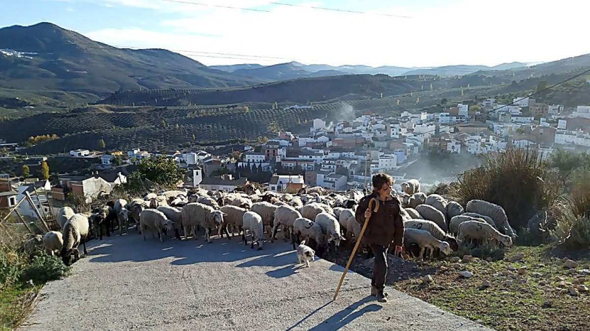 OVEJA