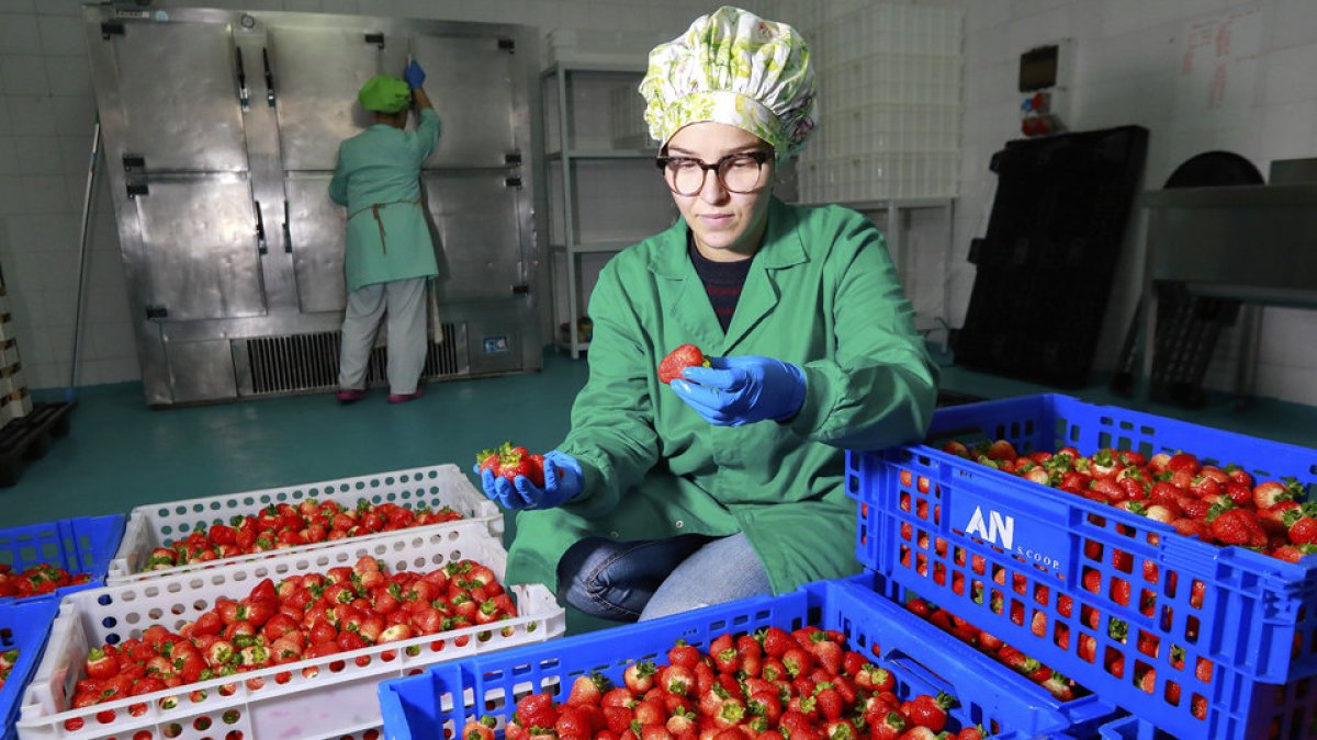 Sandra de Blas muestra las fresas que deshidrata (J. M. LOSTAU)