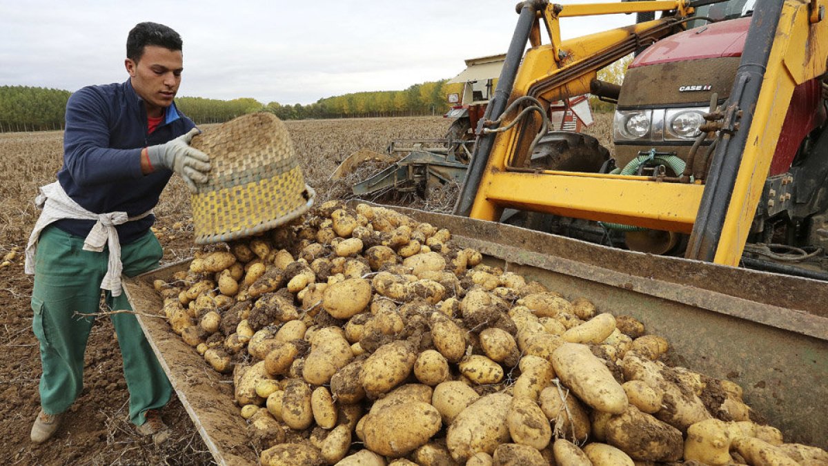 Recogida de patatas en una finca de Ventosa de Pisuerga (Palencia). | ICAL