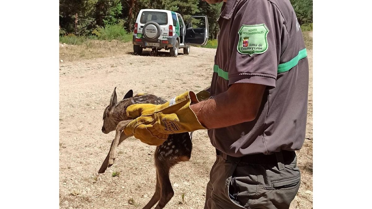 Un agente medioambiental sujeta una cría de Corzo. / E. M.
