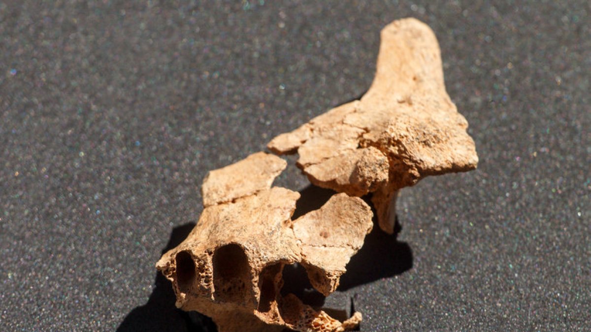 Rostro del primer europeo. - E. M.