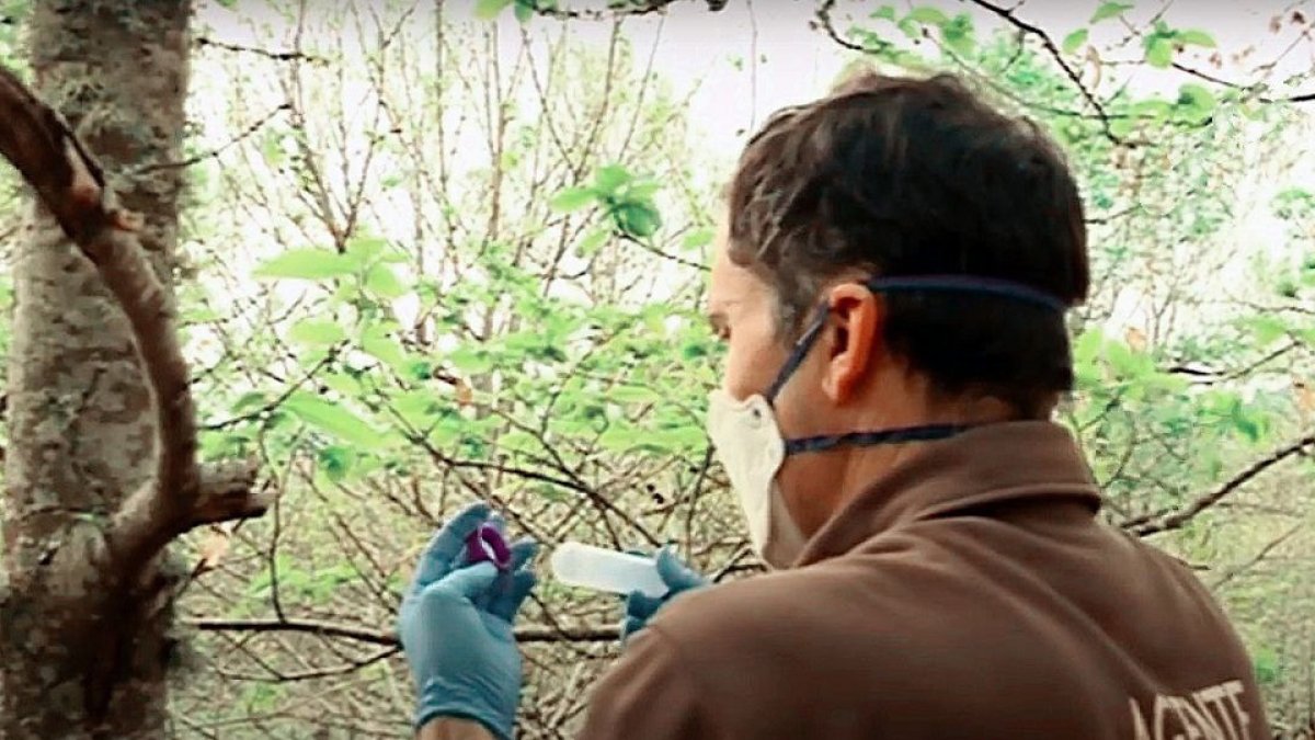 Sueltas controladas de ‘Torymus sinensis’ contra la avispilla en León. | ICAL