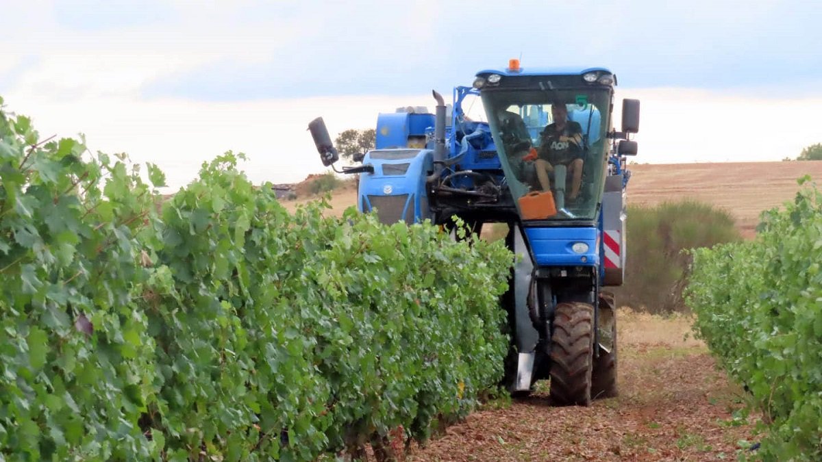 Vendimia en la Denominación de Origen León.- ICAL
