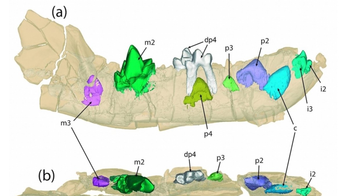 Descubren un nueva especie de mamífero depredador que habitó en Soria hace 40 millones de años. -EP