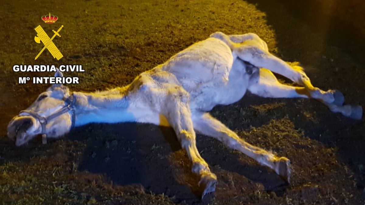 El caballo tumbado en el suelo en Las Merindades en Burgos. G.C.