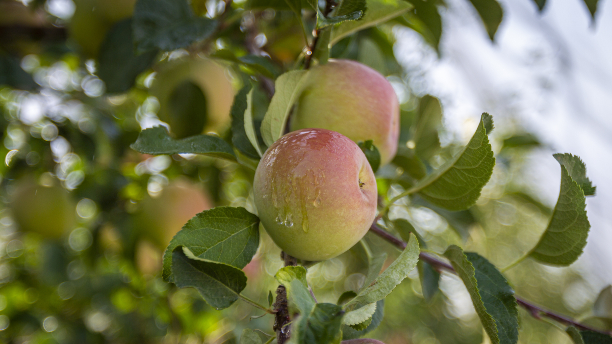 Nufri cuenta con 700 hectáreas de manzanos en producción en su finca de La Rasa. 