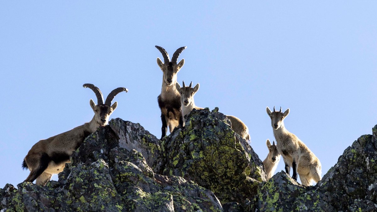 Cabra montesa en la Reserva Regional de Caza de Las Batuecas. -ICAL