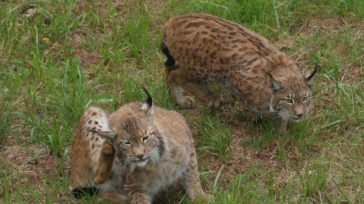 Ejemplares del lince ibérico en cautividad. Brágimo/ ICAL