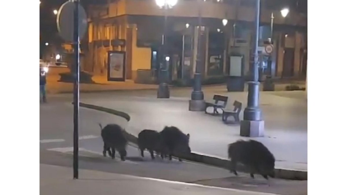 Los jabalíes se dejan ver en Ponferrada. X: ONDA BIERZO ONDACERO