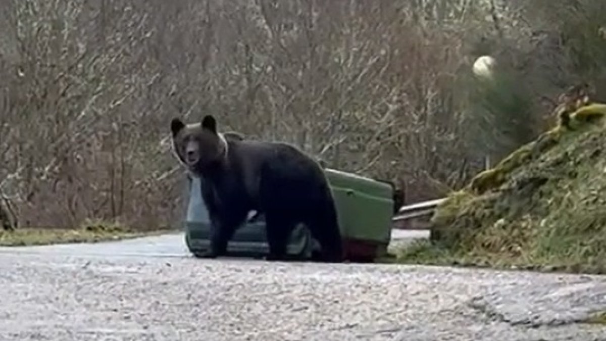 Un oso captado en Villaseca de Laciana, en León. -E.M.
